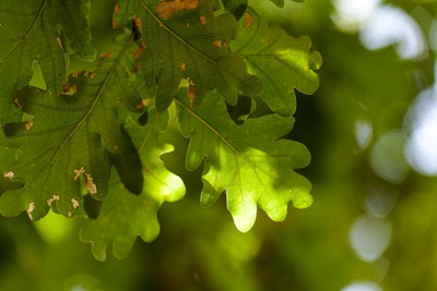 February 2020 / KILDARE_200204_367