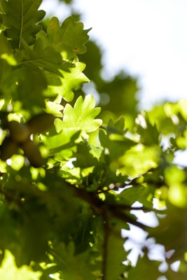 February 2020 / KILDARE_200204_370