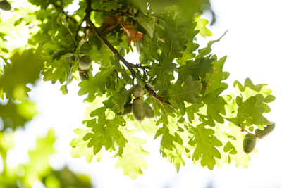 February 2020 / KILDARE_200204_373