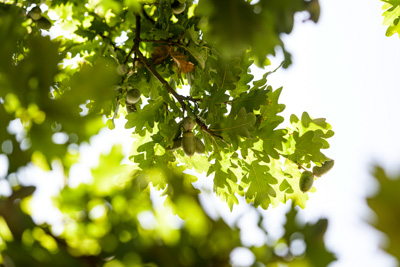 February 2020 / KILDARE_200204_375