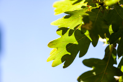 February 2020 / KILDARE_200204_376