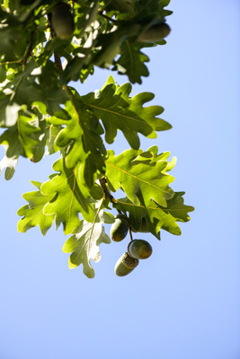 February 2020 / KILDARE_200204_377