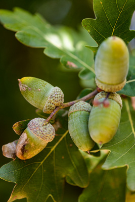 February 2020 / KILDARE_200204_380