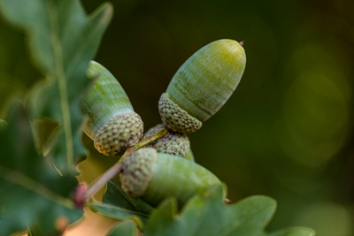 February 2020 / KILDARE_200204_381