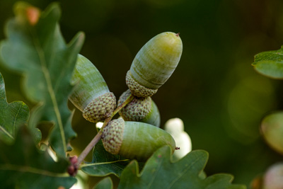 February 2020 / KILDARE_200204_382