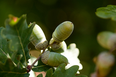 February 2020 / KILDARE_200204_383