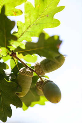 February 2020 / KILDARE_200204_384