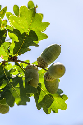 February 2020 / KILDARE_200204_388