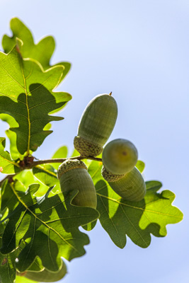 February 2020 / KILDARE_200204_389