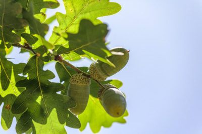 February 2020 / KILDARE_200204_392