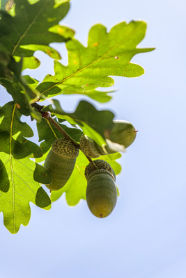 February 2020 / KILDARE_200204_393
