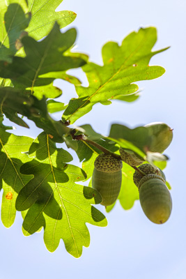 February 2020 / KILDARE_200204_395