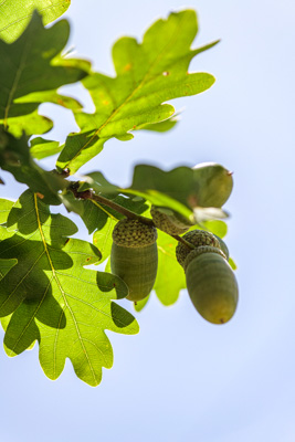 February 2020 / KILDARE_200204_396