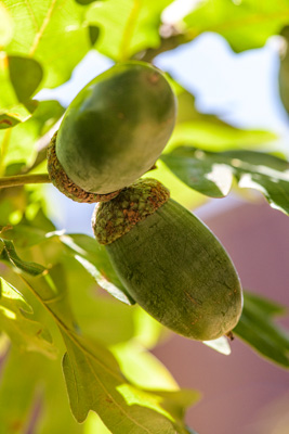 February 2020 / KILDARE_200204_399