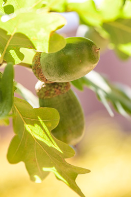 February 2020 / KILDARE_200204_400