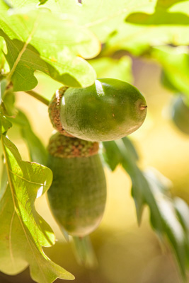 February 2020 / KILDARE_200204_401