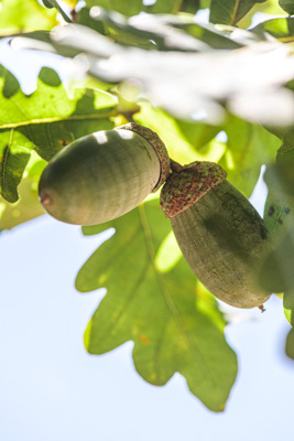 February 2020 / KILDARE_200204_403