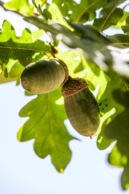 February 2020 / KILDARE_200204_406