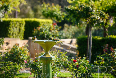 September 2023 / Charles-Newman-Fountain_230928_85E1900