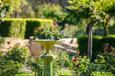 September 2023 / Charles-Newman-Fountain_230928_85E1901