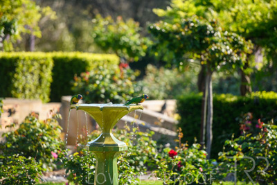 September 2023 / Charles-Newman-Fountain_230928_85E1906