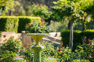 September 2023 / Charles-Newman-Fountain_230928_85E1909