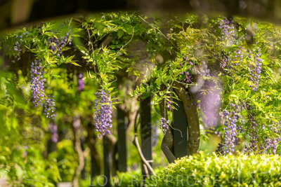 September 2023 / Charles-Newman-Wisteria_230928_85E1996