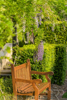 September 2023 / Charles-Newman-Wisteria_230928_85E2002