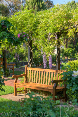 September 2023 / Charles-Newman-Wisteria_230928_85E2020