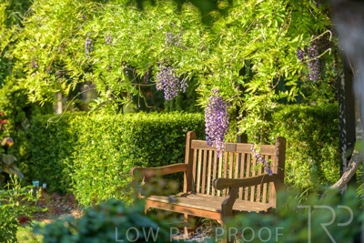 September 2023 / Charles-Newman-Wisteria_230928_85E2023