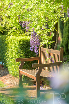 September 2023 / Charles-Newman-Wisteria_230928_85E2029