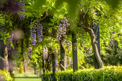 September 2023 / Charles-Newman-Wisteria_230928_85E2068