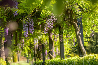 September 2023 / Charles-Newman-Wisteria_230928_85E2077