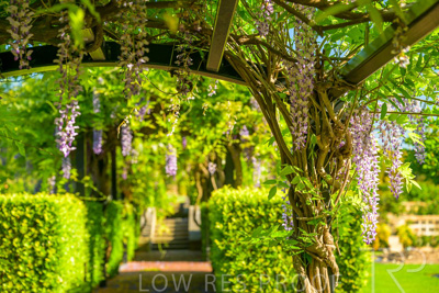 September 2023 / Charles-Newman-Wisteria_230928_Z9C2270