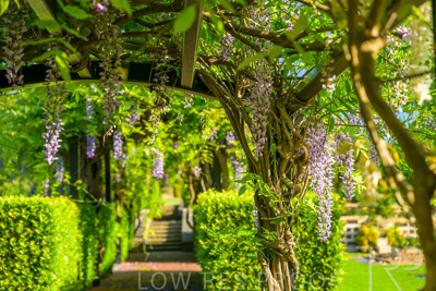 September 2023 / Charles-Newman-Wisteria_230928_Z9C2276