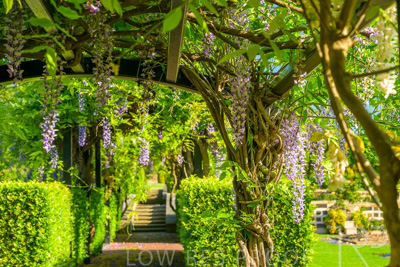 September 2023 / Charles-Newman-Wisteria_230928_Z9C2279