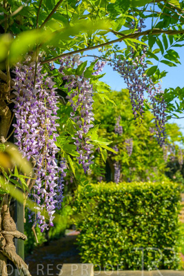 September 2023 / Charles-Newman-Wisteria_230928_Z9C2285