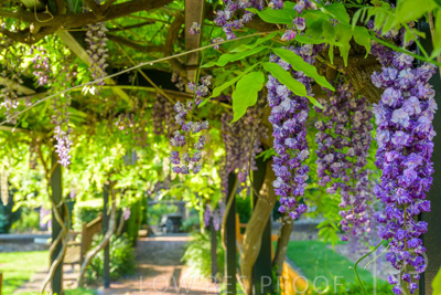 September 2023 / Charles-Newman-Wisteria_230928_Z9C2291