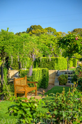 September 2023 / Charles-Newman-Wisteria_230928_Z9C2297