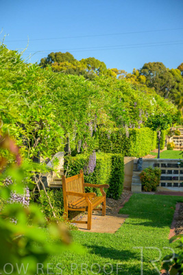 September 2023 / Charles-Newman-Wisteria_230928_Z9C2309