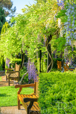 September 2023 / Charles-Newman-Wisteria_230928_Z9C2330