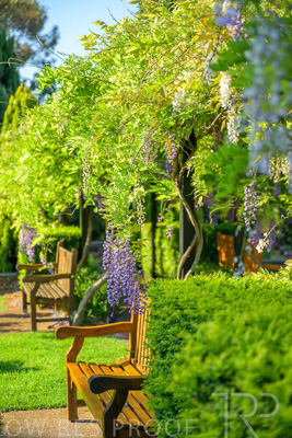 September 2023 / Charles-Newman-Wisteria_230928_Z9C2333