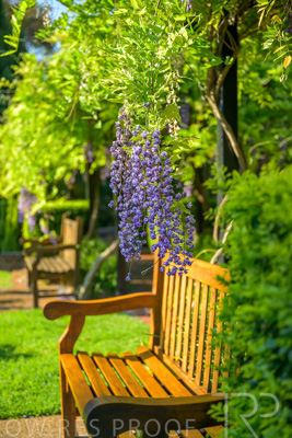 September 2023 / Charles-Newman-Wisteria_230928_Z9C2336