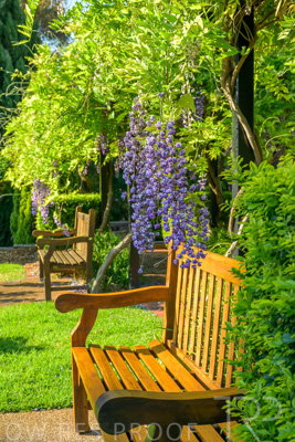 September 2023 / Charles-Newman-Wisteria_230928_Z9C2339