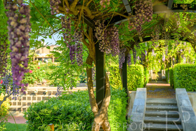 September 2023 / Charles-Newman-Wisteria_230928_Z9C2351