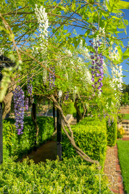 September 2023 / Charles-Newman-Wisteria_230928_Z9C2360