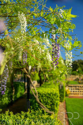 September 2023 / Charles-Newman-Wisteria_230928_Z9C2372