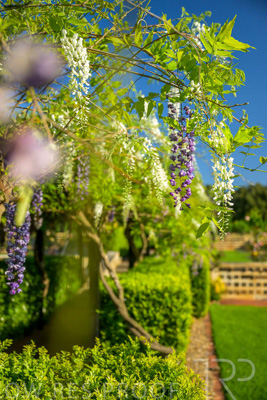 September 2023 / Charles-Newman-Wisteria_230928_Z9C2375