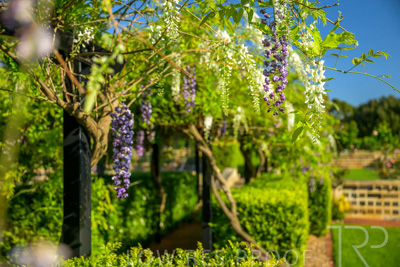 September 2023 / Charles-Newman-Wisteria_230928_Z9C2378