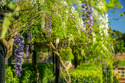 September 2023 / Charles-Newman-Wisteria_230928_Z9C2384